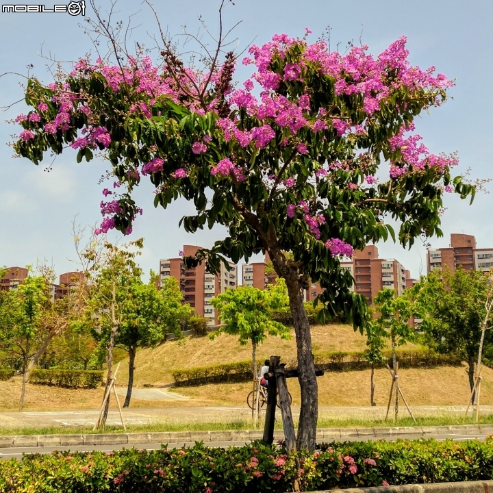 大花紫薇 高雄市岡山河堤公園 05/01