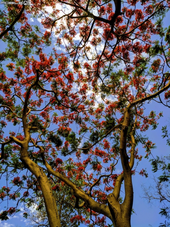 鳳凰花 台南市安平區安平運河公園 05/06