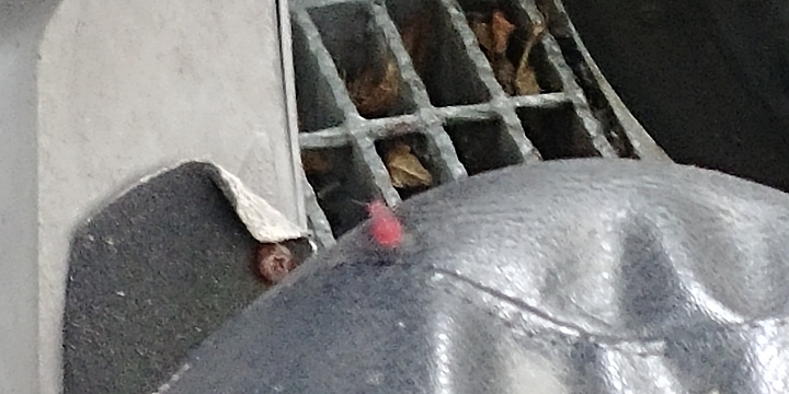 這是紅火蟻嗎?