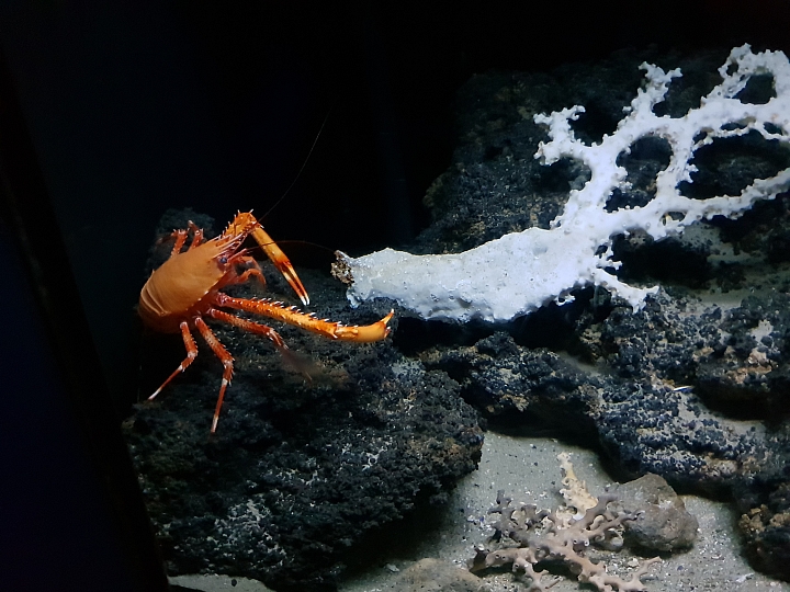 帶著Galaxy S9+ 旅遊及大量拍攝的體驗心得，文長，內含豐富多樣的照片(逆光、低光源、等等)、超慢動作及4K錄影影片