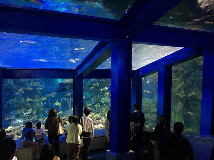 家族太平洋旅行社旅行之靜岡五日賞花團