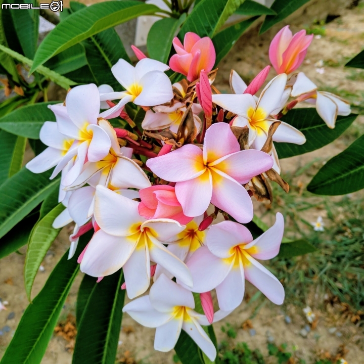 鳳凰花+緬梔花 台南市仁德區都會公園 05/05
