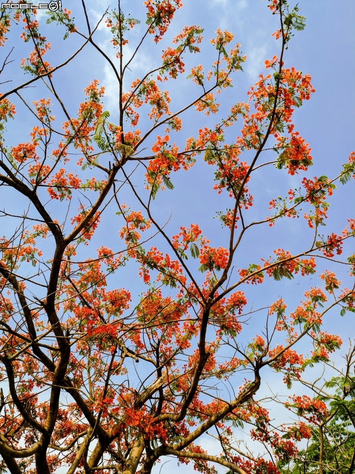 鳳凰花+緬梔花 台南市仁德區都會公園 05/05