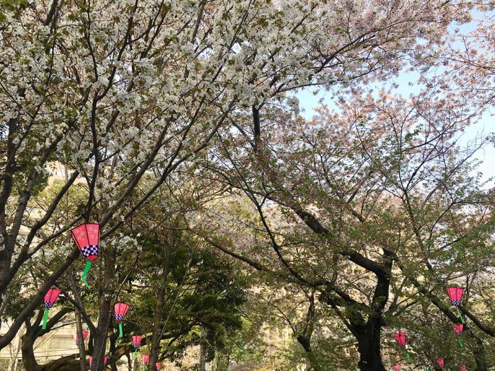 家族太平洋旅行社旅行之靜岡五日賞花團