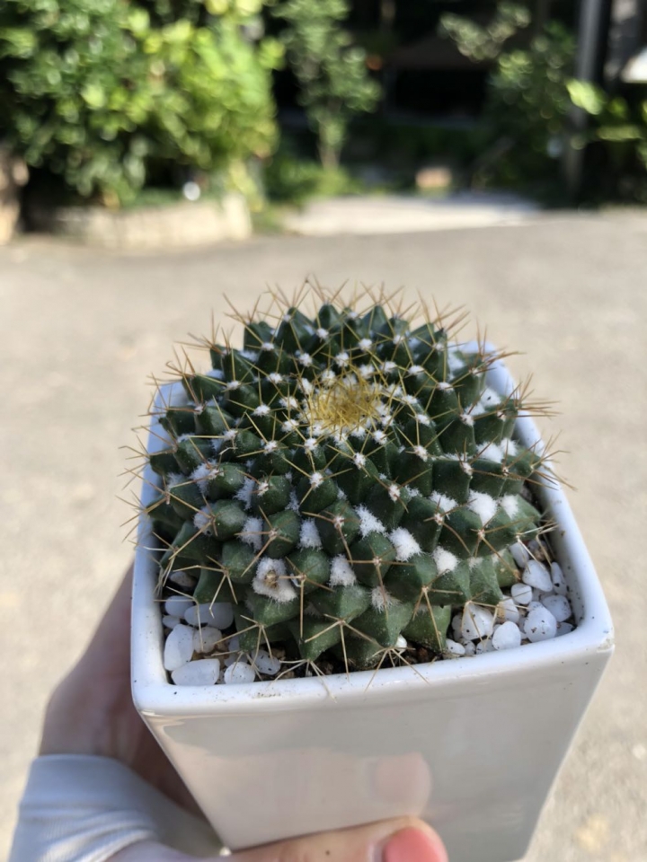仙人掌品種
