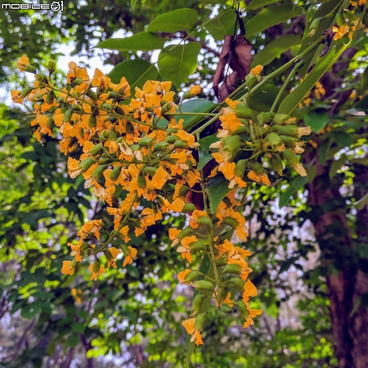 印度紫檀 台南市東區東寧運動公園 05/12