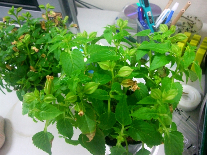 請問夏堇為什麼花苞會枯黃?