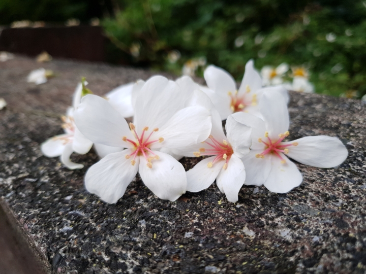 Samsung Galaxy S9+親身體驗~運動/實拍感受篇~