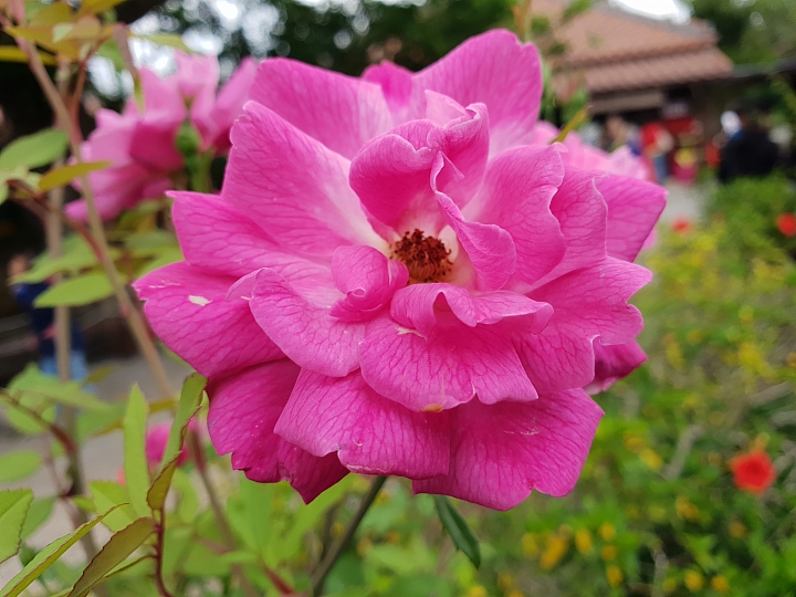 帶著Galaxy S9+ 旅遊及大量拍攝的體驗心得，文長，內含豐富多樣的照片(逆光、低光源、等等)、超慢動作及4K錄影影片