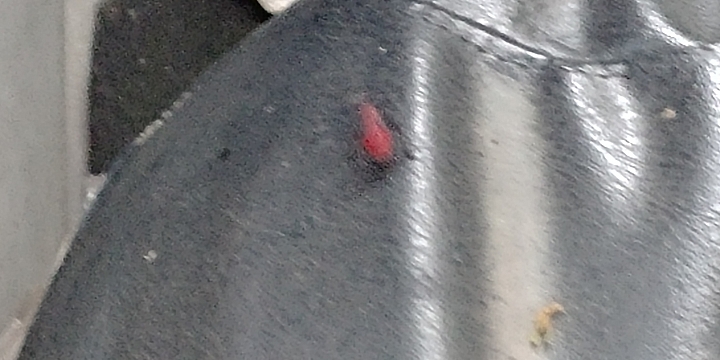 這是紅火蟻嗎?