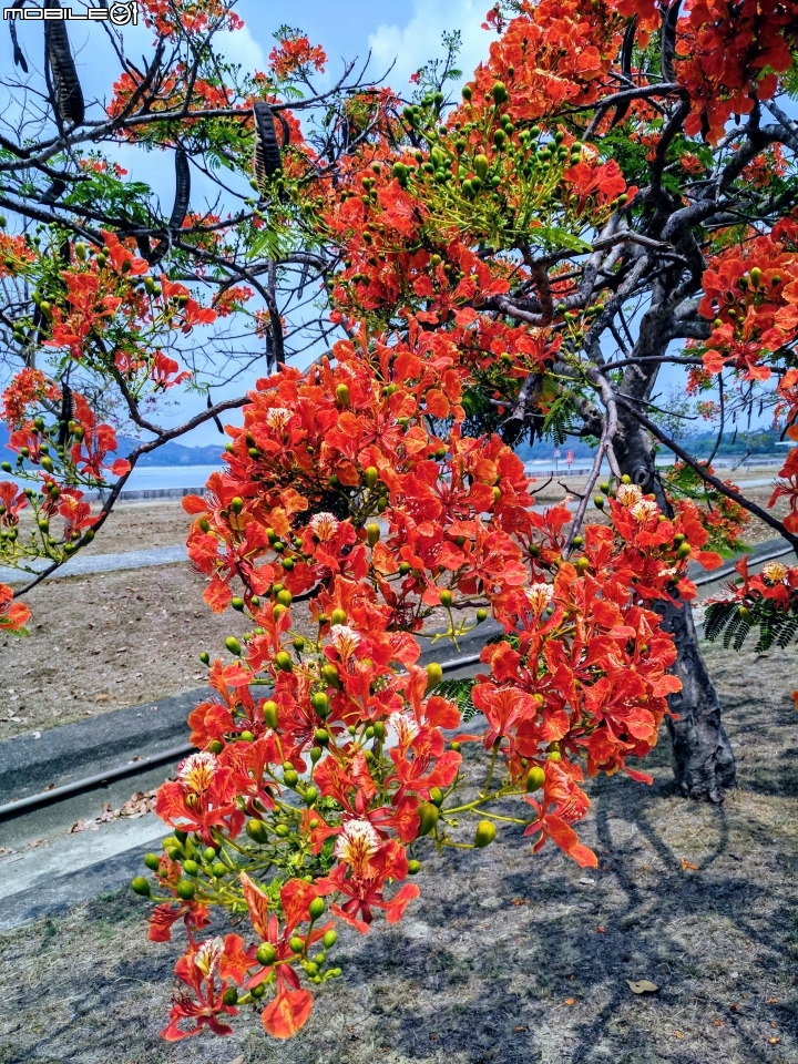 鳳凰花 高雄市燕巢區阿公店水庫 05/05