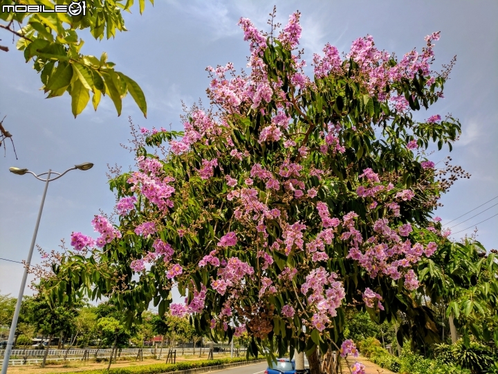 大花紫薇 高雄市岡山河堤公園 05/01
