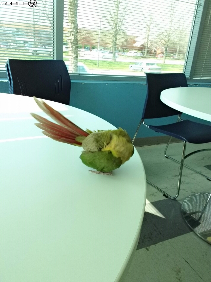 台灣有多少人在養鳥?養鸚鵡類的人多嗎?