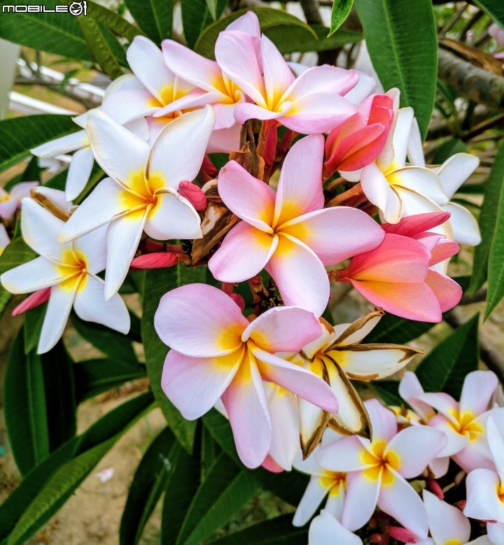 鳳凰花+緬梔花 台南市仁德區都會公園 05/05