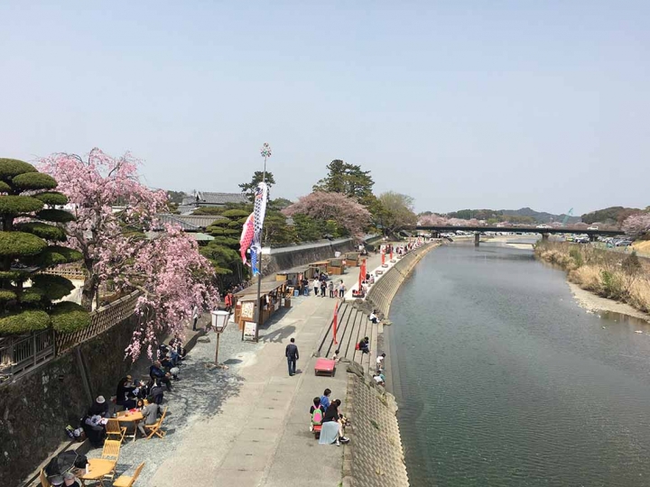 家族太平洋旅行社旅行之靜岡五日賞花團