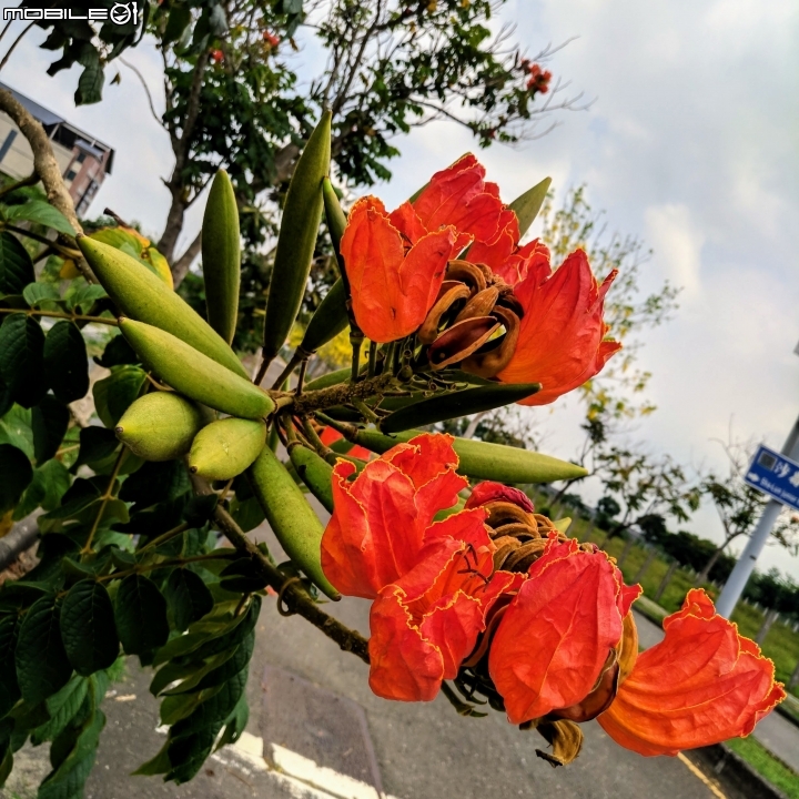 火焰木 台南歸仁區高鐵十路 05/13