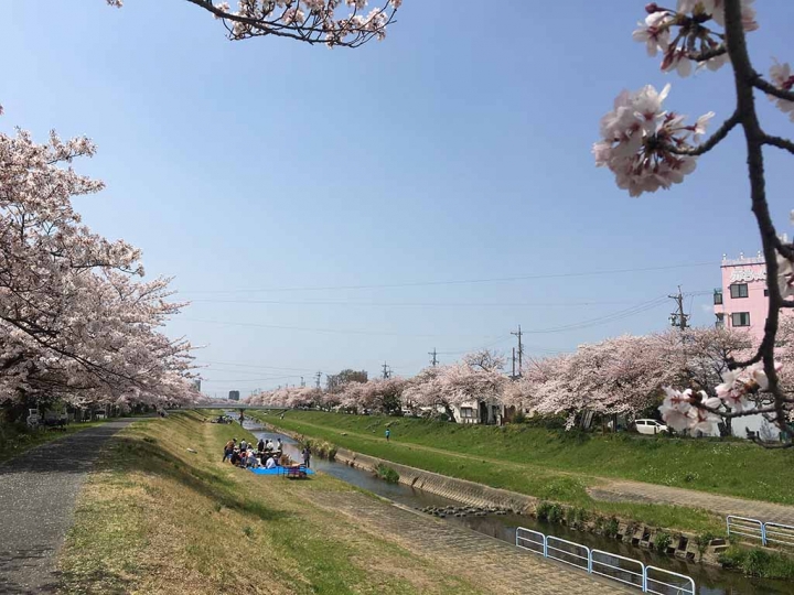 家族太平洋旅行社旅行之靜岡五日賞花團