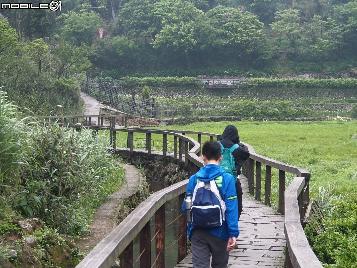 臺北市 北投區 2018竹子湖海芋季 -- 上火山，賞海芋去!!