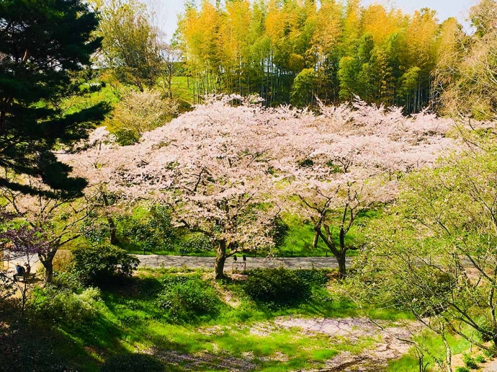 家族太平洋旅行社旅行之靜岡五日賞花團