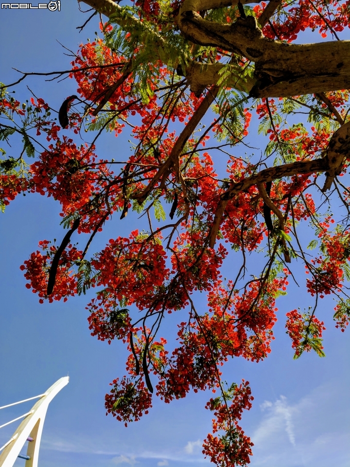 鳳凰花 台南市安平區安平運河公園 05/06
