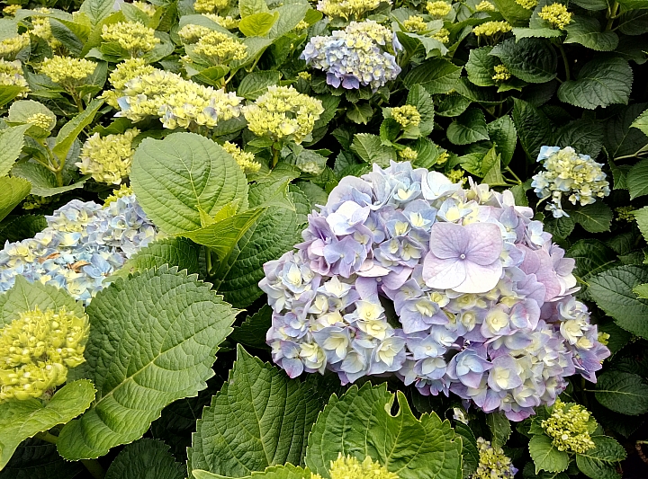 大家有沒有去看繡球花 ?