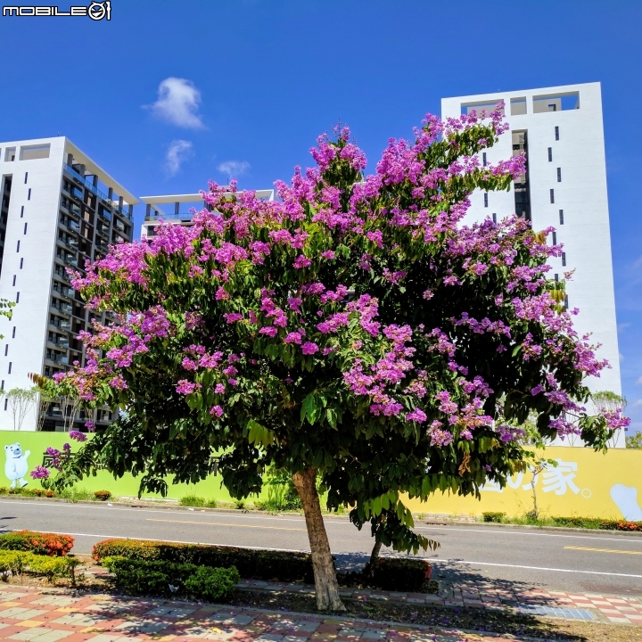 仙丹花+台灣海桐+大花紫薇 台南市南區灣裡活動中心 05/27