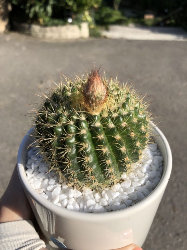 仙人掌品種