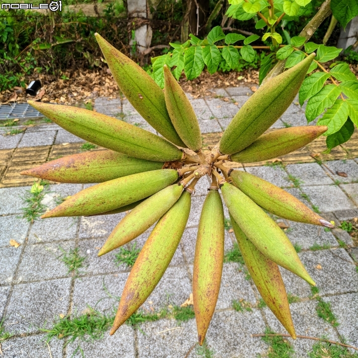 火焰木 台南歸仁區高鐵十路 05/13