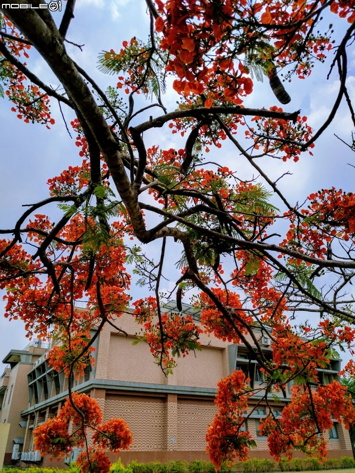 鳳凰花 高雄市燕巢區阿公店水庫 05/05