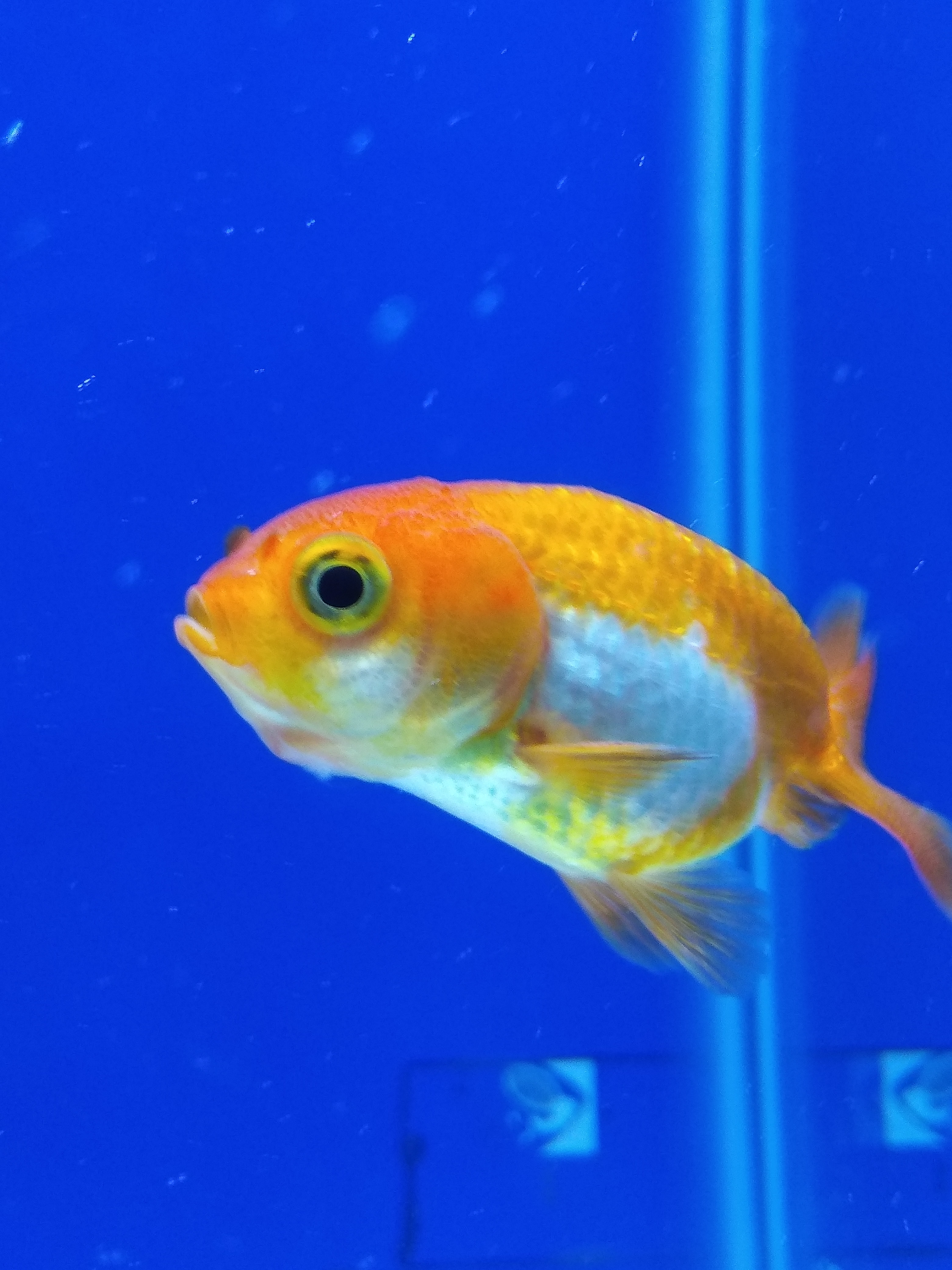 金魚新手求救！魚的下巴紅腫？