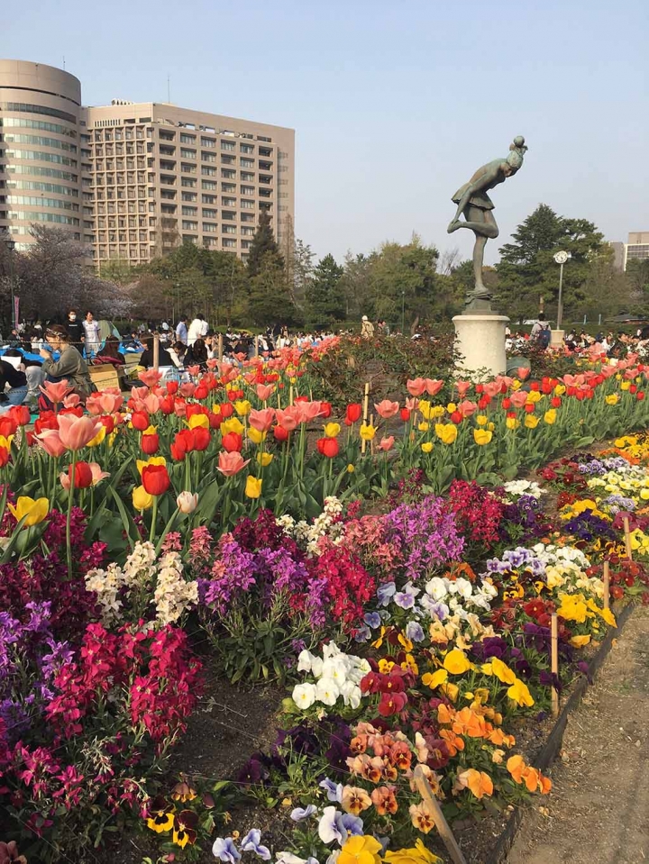 家族太平洋旅行社旅行之靜岡五日賞花團