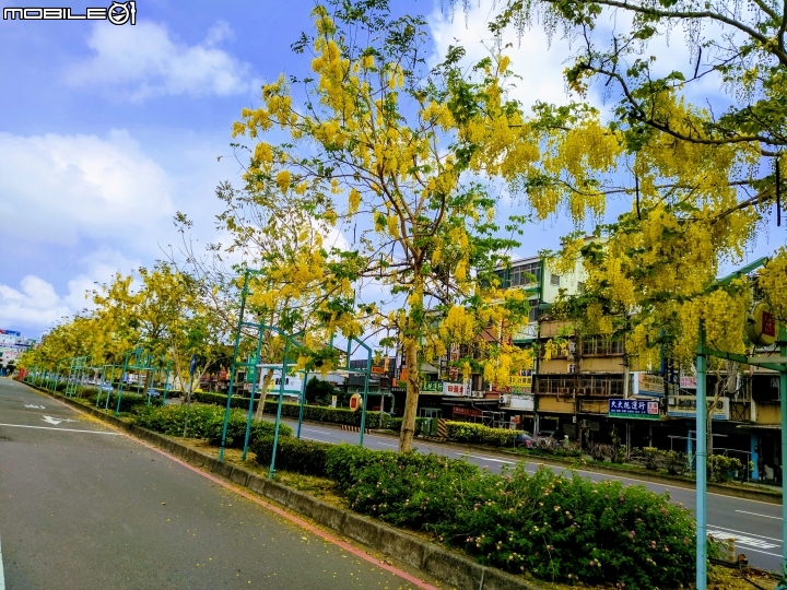 阿勃勒 台南仁德區中山路 05/13