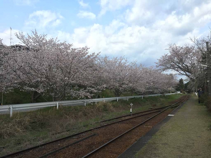 家族太平洋旅行社旅行之靜岡五日賞花團