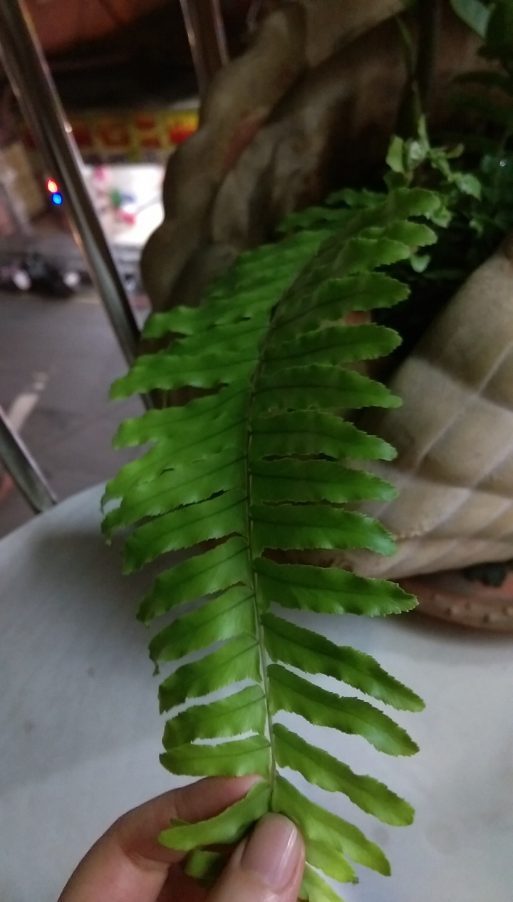盆栽裡面長出來的是什麼植物