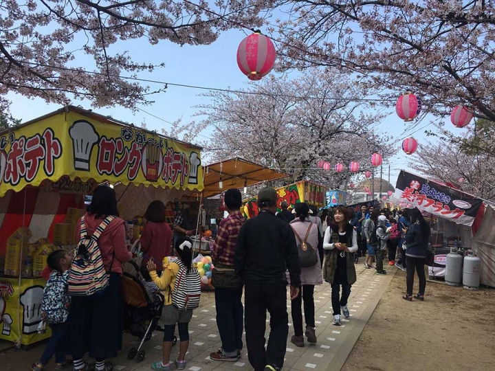家族太平洋旅行社旅行之靜岡五日賞花團