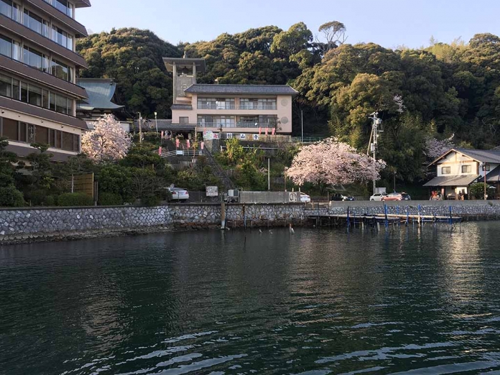 家族太平洋旅行社旅行之靜岡五日賞花團