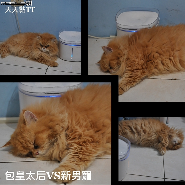 皇太后新男寵！？ 18歲老貓長壽之道大公開!!