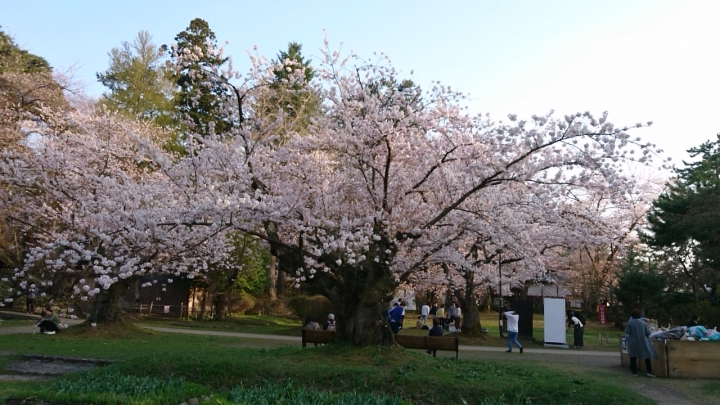 日本青森縣弘前城櫻花絕景