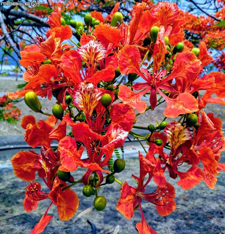 鳳凰花 高雄市燕巢區阿公店水庫 05/05