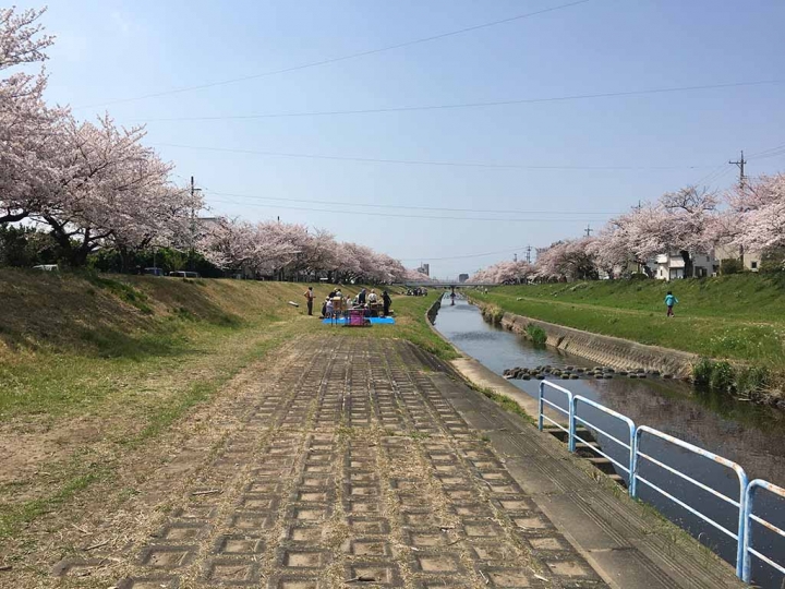 家族太平洋旅行社旅行之靜岡五日賞花團