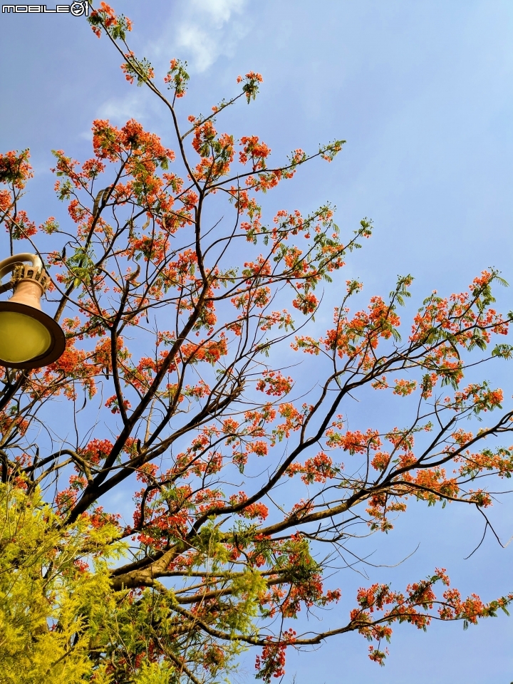 鳳凰花+緬梔花 台南市仁德區都會公園 05/05