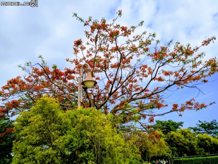 鳳凰花+緬梔花 台南市仁德區都會公園 05/05