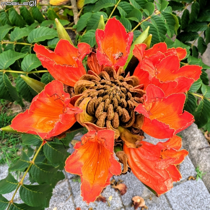 火焰木 台南歸仁區高鐵十路 05/13
