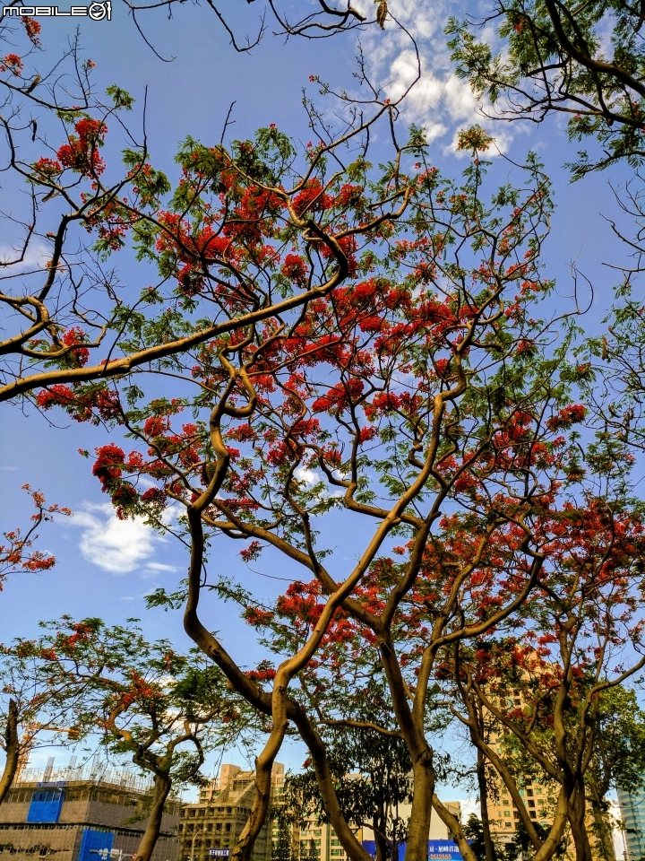 鳳凰花 台南市安平區安平運河公園 05/06