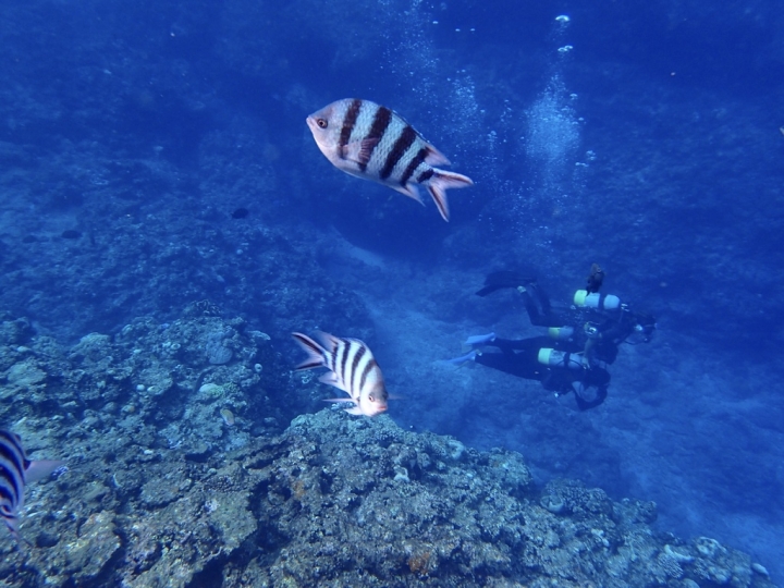 【Okinawa.走跳】沖繩無緣的青之洞窟浮潛:一起跟熱帶魚和鯨鯊游泳