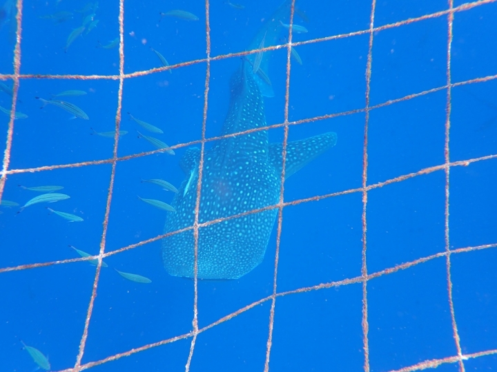 【Okinawa.走跳】沖繩無緣的青之洞窟浮潛:一起跟熱帶魚和鯨鯊游泳