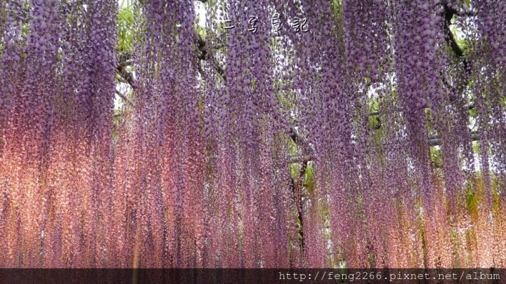 (日本栃木縣 足利花卉公園) 沉浸花香中的夢幻紫藤花季