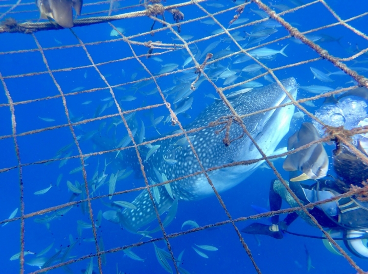 【Okinawa.走跳】沖繩無緣的青之洞窟浮潛:一起跟熱帶魚和鯨鯊游泳