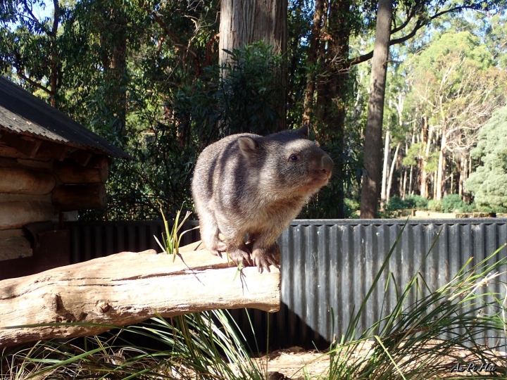【Tasmania塔斯馬尼亞】Trowunna Wildlife Park 終於看到塔斯馬尼亞惡魔啦！