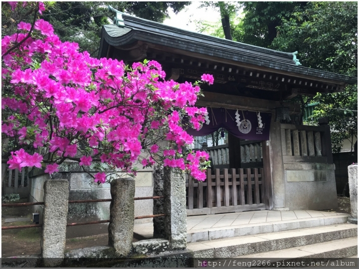 (東京)根津神社-杜鵑花祭